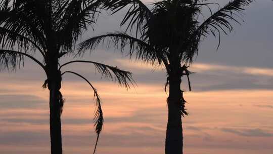 夕阳下椰子树