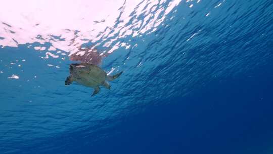 海龟，海洋，海洋生物，水下