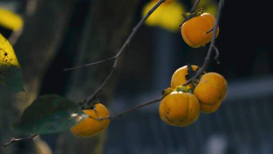 柿子1 柿子秋天果实