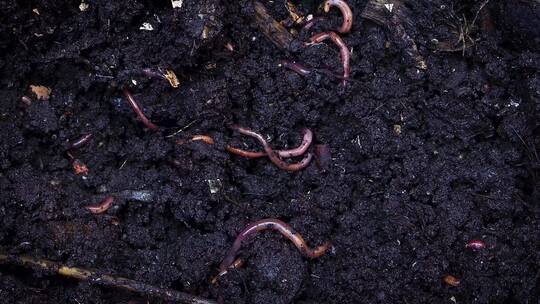 实拍土壤中的蚯蚓