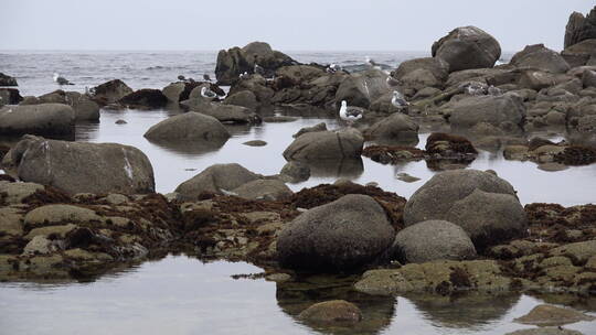 海鸥在海面上嬉戏