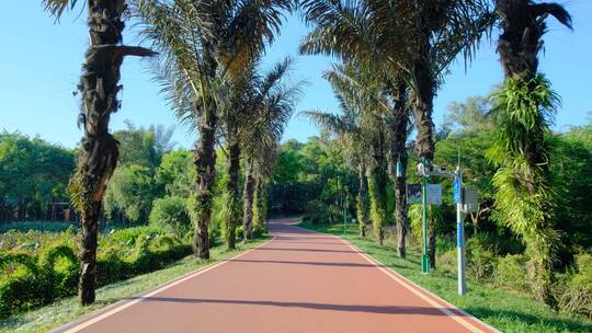 热带植物园林间小路两排树