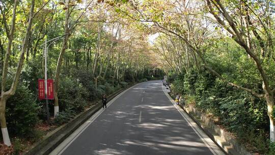 南京中山陵林荫大道