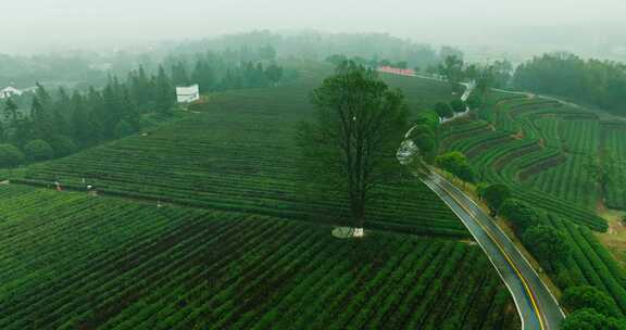 春雨中的长沙县金井茶园