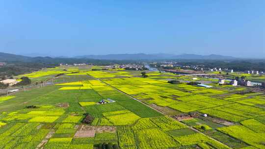 4K航拍油菜花基地