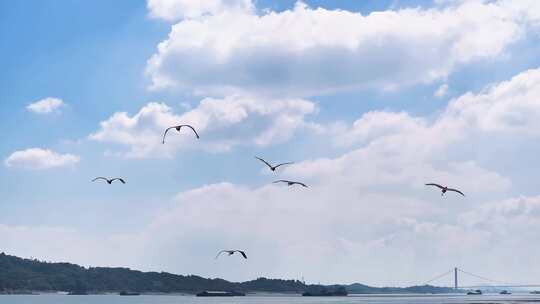 长江湿地候鸟蓝天下自由飞翔