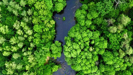 波兰绿色森林和蓝色河流鸟瞰图