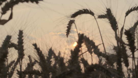 夕阳下田野里成熟小麦穗剪影