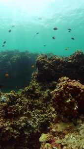 海洋生物珊瑚礁和热带鱼