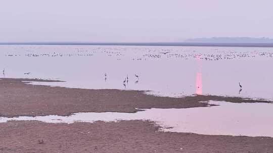 大雁群飞 鄱阳湖候鸟