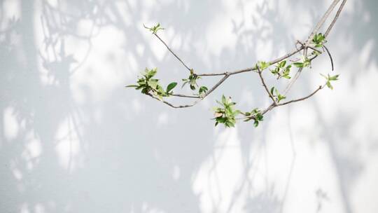 阳光下白墙和户外院子里植物的嫩枝