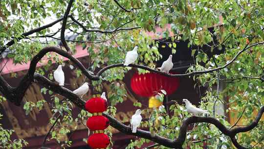 杭州法喜寺下雨天栖息在树枝上的鸽子