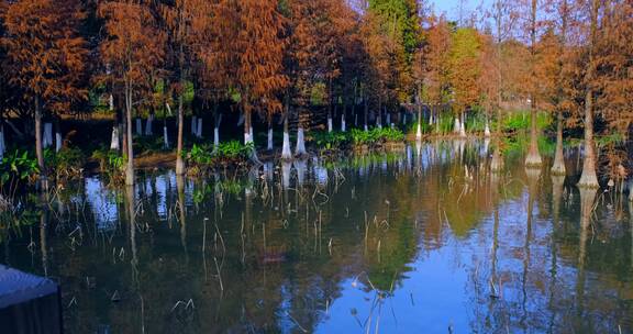 广州海珠湖湿地公园落羽杉红叶秋景自然风光