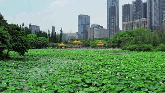 洪湖公园荷叶荷花视频素材模板下载