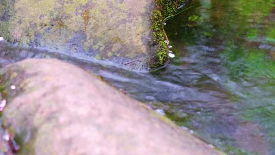 城市植物园公园小溪流水倒影特写风景大自然