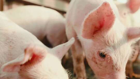 4K 小猪进口猪 野猪 养殖 养猪 白猪 猪肉
