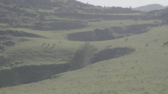 草原羊群在山坡上奔跑吃草阳光蓝天02