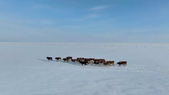 航拍呼伦贝尔冬季草原牛群-153