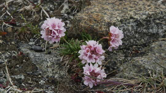 Armeria Maritima，海洋节