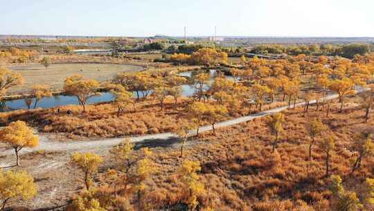 秋天新疆金色胡杨林，胡杨树的航拍风光视频素材模板下载