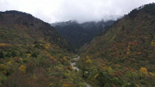 2k四川山谷秋天枫叶树木黄