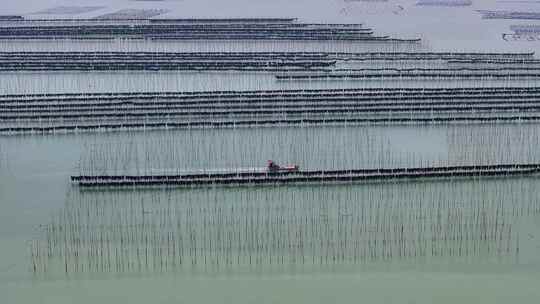 海洋养殖海带紫菜养殖业航拍福建霞浦