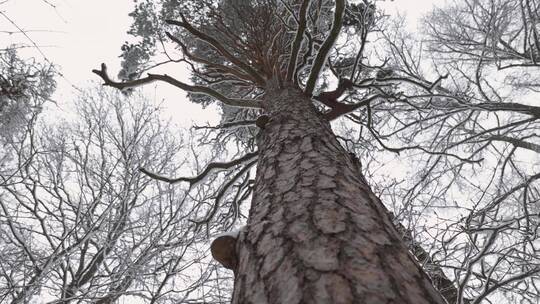 寒冷冬季森林树木积雪