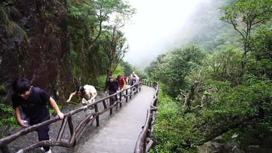 清晨爬山登山上楼梯背影脚步特写森林爬楼梯