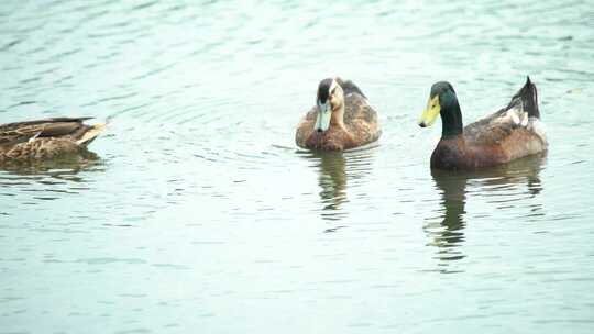 野鸭在南京玄武湖里觅食