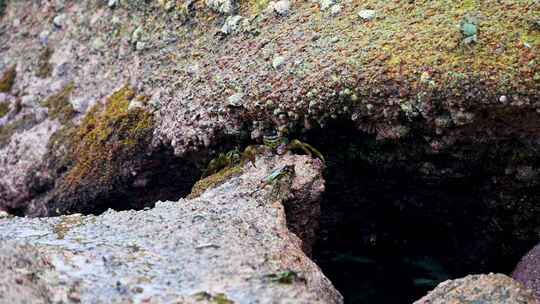 海南三亚海岛早晨礁石上觅食的螃蟹