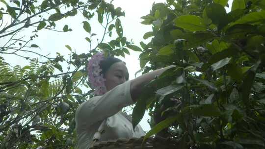 云南西双版纳古茶山少数民族采摘古树普洱茶