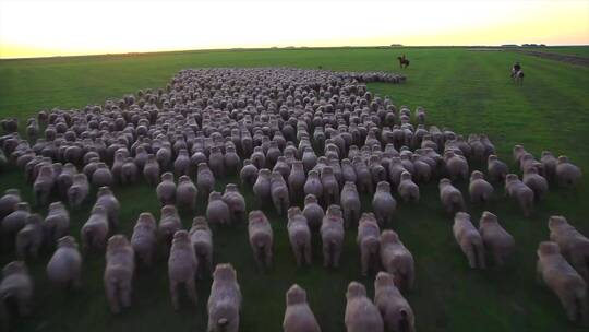 乌拉圭 牧场放牧 羊群奔跑 黎明 航拍