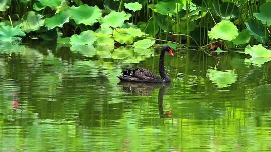 荷花池塘和黑天鹅
