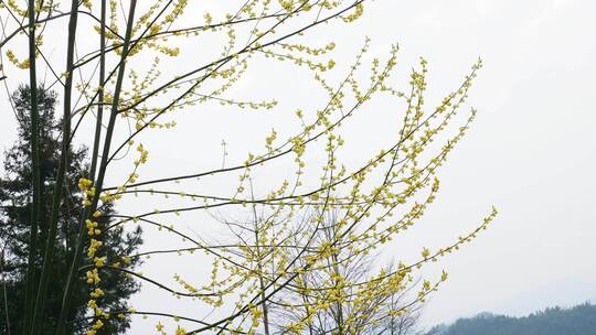 合集植物美食山胡椒树胡椒调味料