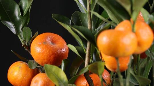 盆栽观赏橘子金桔 (3)视频素材模板下载