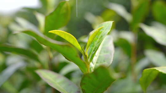 茶叶 春天 嫩叶 茶树 29