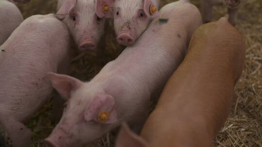 养猪厂的小猪在觅食视频素材模板下载