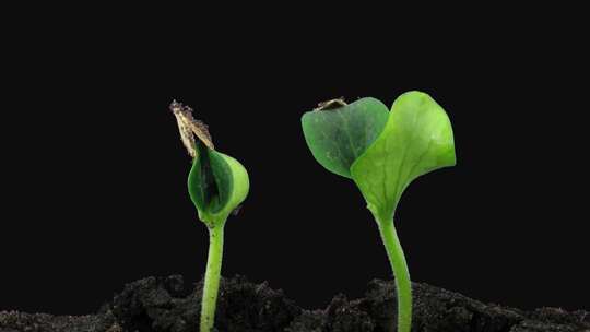 植物发芽 希望 发芽生长