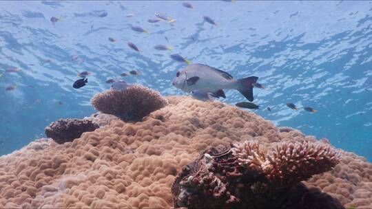 小鱼在珊瑚礁上游泳 视频素材模板下载