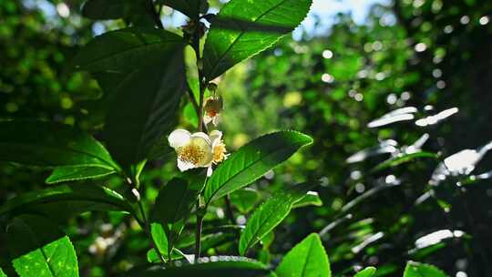 阳光下的茶园绿茶茶树叶子茶籽光影