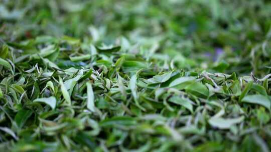新鲜茶叶特写素材