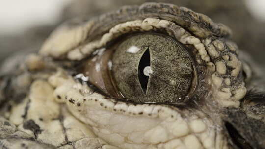 鳄鱼眼球特写镜头视频素材模板下载