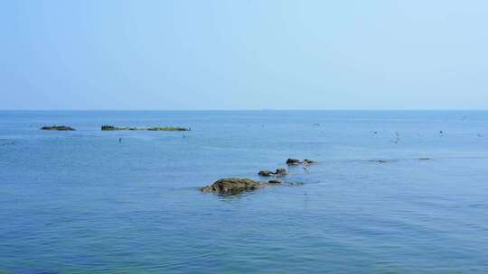 大海海滩上的海鸥