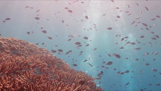 小鱼在珊瑚礁上游泳