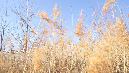 芦苇 苇 葭 芦竹 蒲苇 苇子草 草 冬天 晴朗