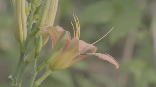 黄花菜LOG