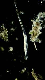 暗场显微镜放大100倍的微生物长足轮虫