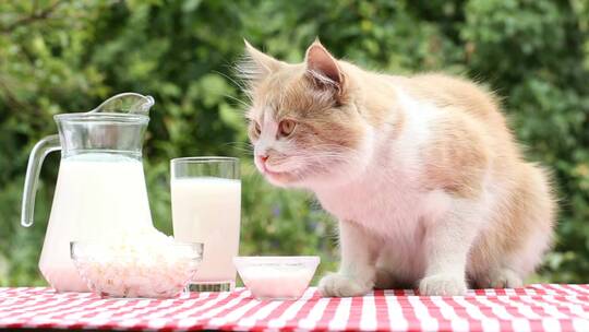 桌子上的小猫舔牛奶