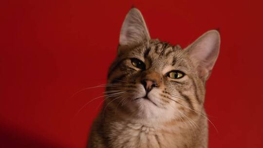 打瞌睡的小猫咪