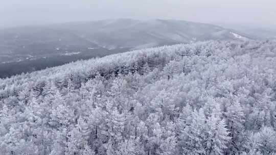 冬季雪山雾凇雪松树挂景观